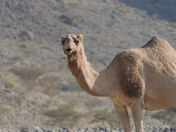 <h3><a href="/trips/oman/biota/animalia/chordata/mammalia/artiodactyla/camelidae/camelus dromedarius/camelus dromedarius-nl.html">Camelus&nbsp;dromedarius</a> / One‑humped&nbsp;camel / Dromedaris</h3>OM-1 Mark II met OLYMPUS M.150-400mm F4.5, 1/2000 sec  bij F4.5, ISO 500, afstand 24.0&nbsp;m